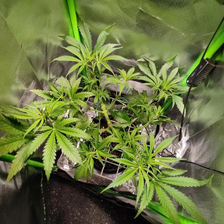 SANSI 50W / 40x40 Granddaddy Purple