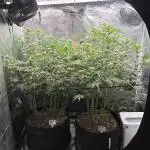 GG#4 & Biscotti Fem
