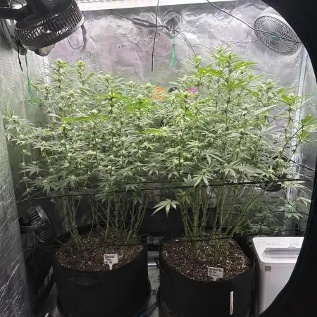 GG#4 & Biscotti Fem