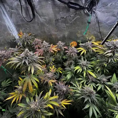 GG#4 & Biscotti Fem
