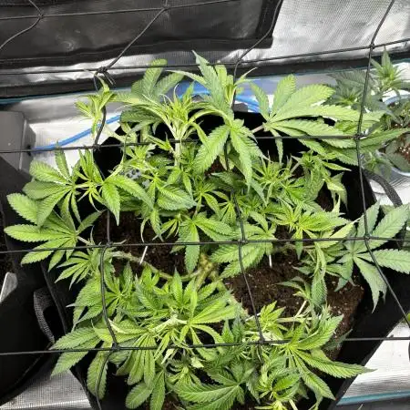#TPB GG#4 & Biscotti Fem