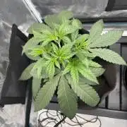 42FastBuds Garlic Mint Sherbet