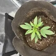 42FastBuds Garlic Mint Sherbet