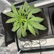42FastBuds Garlic Mint Sherbet