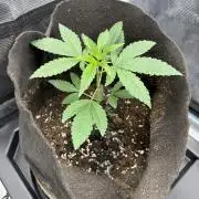 42FastBuds Garlic Mint Sherbet