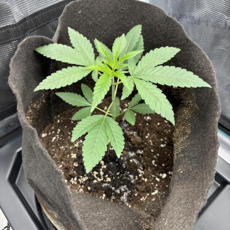 42FastBuds Garlic Mint Sherbet