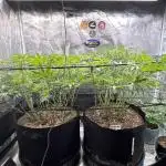 GG#4 & Biscotti Fem