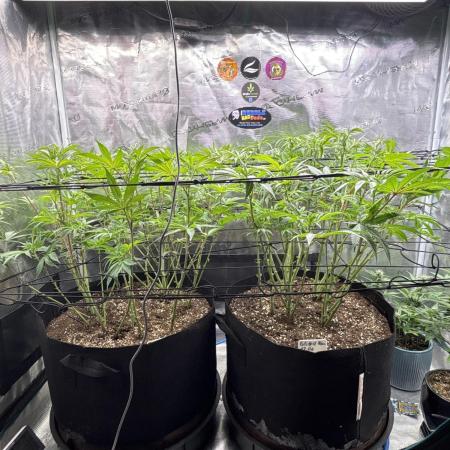 GG#4 & Biscotti Fem