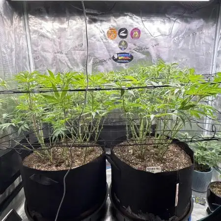 GG#4 & Biscotti Fem