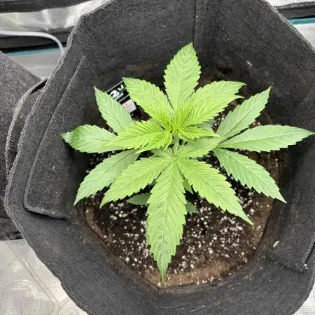 Erster Grow 2026