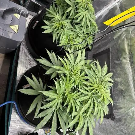 #TPB GG#4 & Biscotti Fem