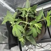 42FastBuds Garlic Mint Sherbet