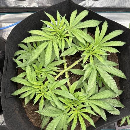 #TPB GG#4 & Biscotti Fem