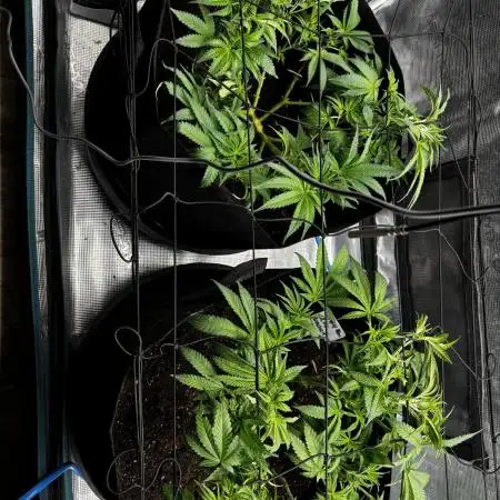 #TPB GG#4 & Biscotti Fem