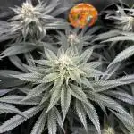 GG#4 & Biscotti Fem