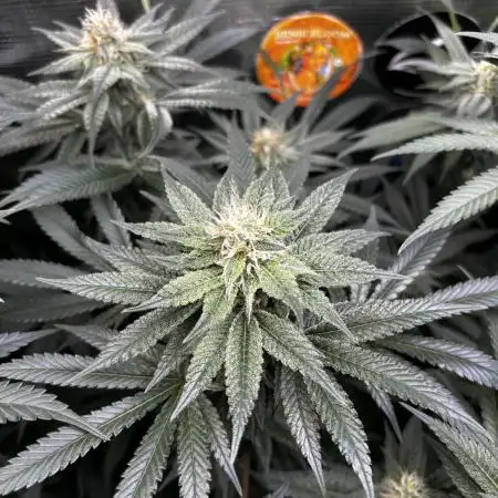 GG#4 & Biscotti Fem