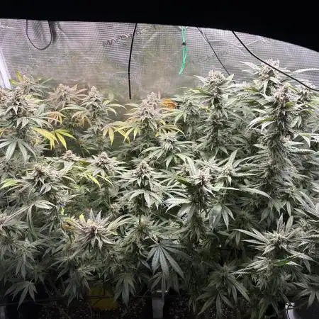 GG#4 & Biscotti Fem