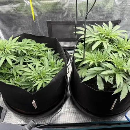 #TPB GG#4 & Biscotti Fem