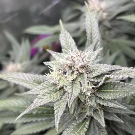 GG#4 & Biscotti Fem