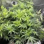 GG#4 & Biscotti Fem