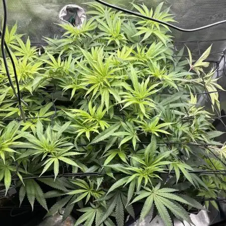 GG#4 & Biscotti Fem