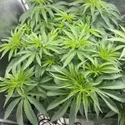 42FastBuds Garlic Mint Sherbet