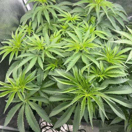 42FastBuds Garlic Mint Sherbet
