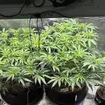 #TPB Best Training GG#4 & Biscotti Fem