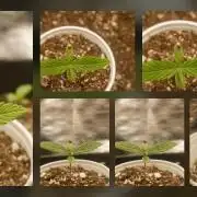 Grow of Two Thousand And Twenty-Two
