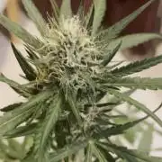 autos fast buds starter pack