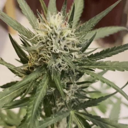 autos fast buds starter pack