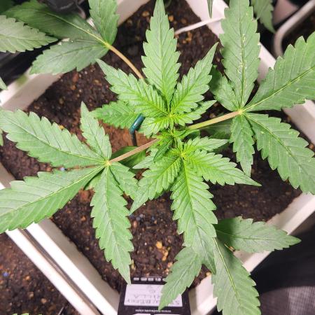 autos fast buds starter pack