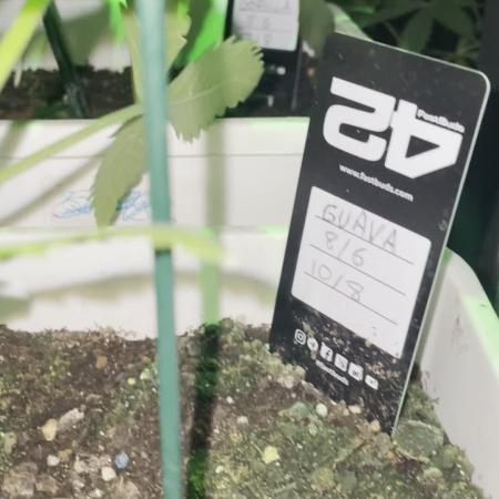 autos fast buds starter pack