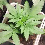 autos fast buds starter pack
