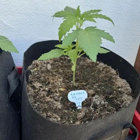 German Fast Buds Automatic Balcony Grow