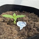 German Fast Buds Automatic Balcony Grow