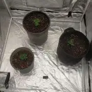 #1 Vietnamese x kush