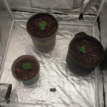 #1 Vietnamese x kush