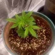 #1 Vietnamese x kush