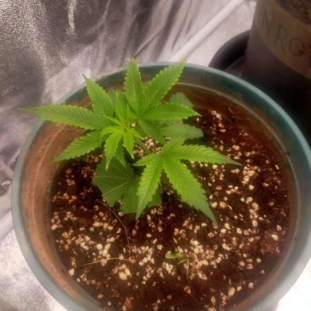 #1 Vietnamese x kush