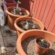 RQS Amnesia Haze Autoflower Outdoor Germany