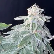 Master kush white label seeds