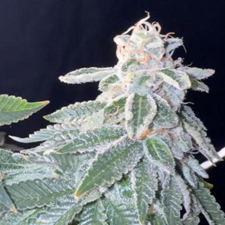 Master kush white label seeds