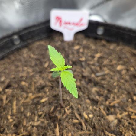 "Miranda" - Mimosa x Orange Punch