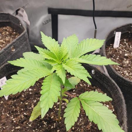 "Violet" & "Blanche" - Purple Queen