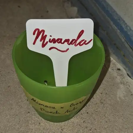 "Miranda" - Mimosa x Orange Punch