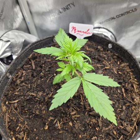 "Miranda" - Mimosa x Orange Punch