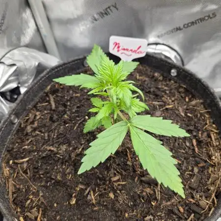"Miranda" - Mimosa x Orange Punch