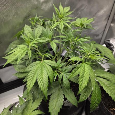 "Charlotte" - Papaya Cookies