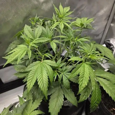 "Charlotte" - Papaya Cookies